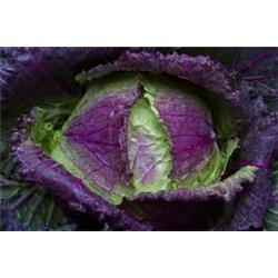 Cabbage January King