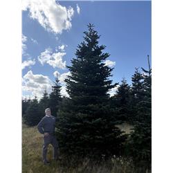 10ft Christmas Tree Scottish Nordman