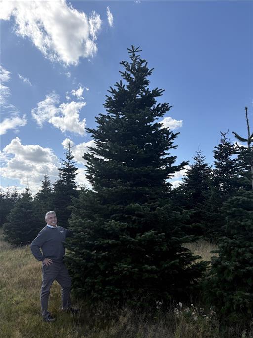 15ft Christmas Trees Scottish Nordman *SOLD OUT*