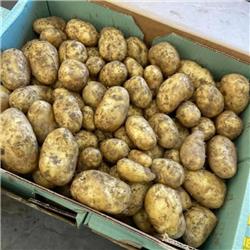 Potatoes Cornish New