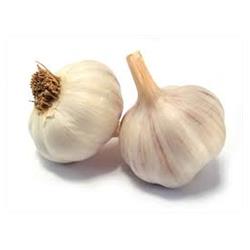 Garlic 4 Pack