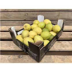 Organic Lemons 'Bianchetto'