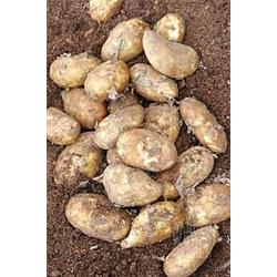 Potatoes Jersey Royal 500g Pack