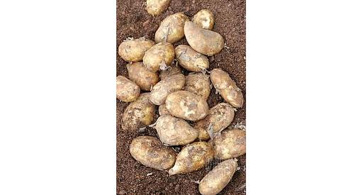 Potatoes Jersey Royal 500g Pack