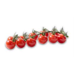 Tomatoes 'Miss Perfect' Cherry-Vine