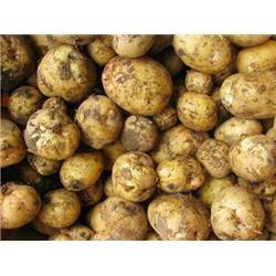 New Potatoes "Easy Scrapers"