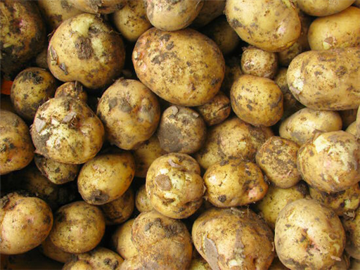 New Potatoes "Easy Scrapers"