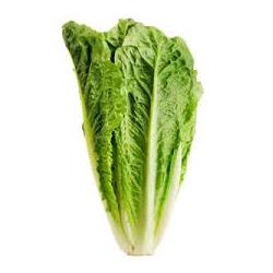 Lettuce Cos/Romaine