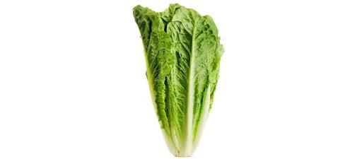 Lettuce Cos/Romaine