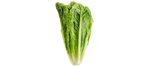 Lettuce Cos/Romaine