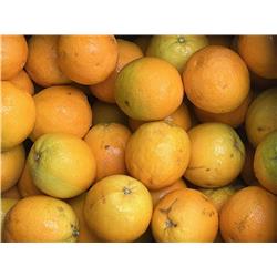 Organic Oranges