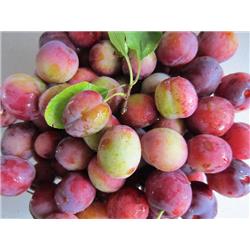 Plums Jubileum - English New Season