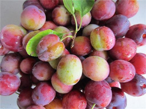 Plums Jubileum - English New Season