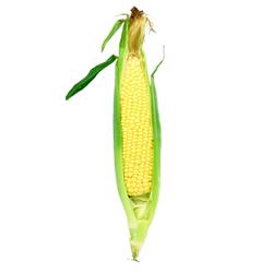 Corn On The Cob Fresh