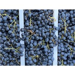 Organic Lavallee Black Grapes