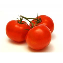 Tomatoes On The Vine FIRST OF THE SEASON ENGLISH