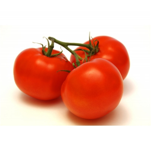 Tomatoes On The Vine FIRST OF THE SEASON ENGLISH