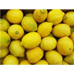 Organic Lemons 'Primo'