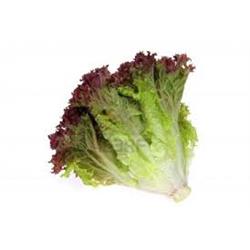 Oak Leaf Lettuce