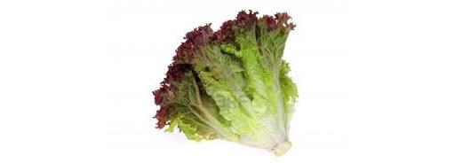 Oak Leaf Lettuce