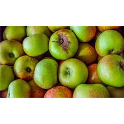 Organic Bramley Apples