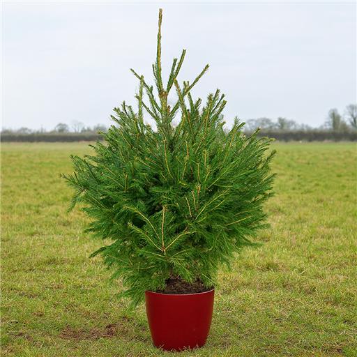 Christmas Tree Potted  (approx 5ft) Norway Spruce