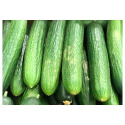 Cucumbers Mini