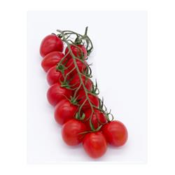 Tomatoes Sugardrop Baby Plum Vine