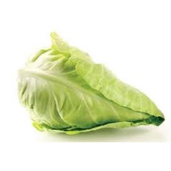 Cabbage Hispi