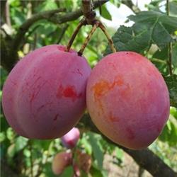 Plums Victoria English