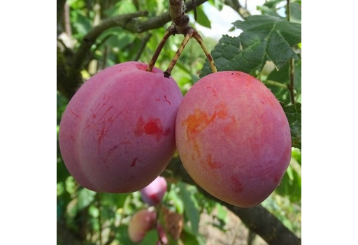 Plums Victoria English