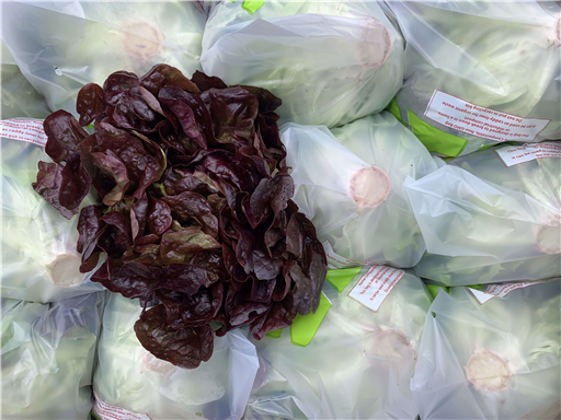 Organic Oakleaf Lettuce