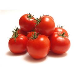 Tomatoes Salad New Season Grown in Elloughton East Yorkshire