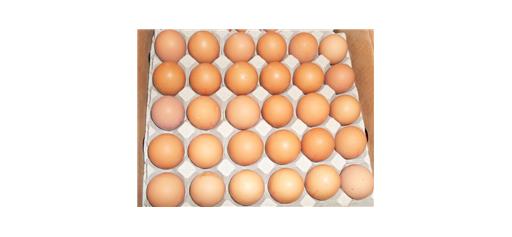 Eggs Medium - Tray of 30
