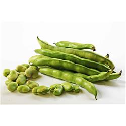 Broad Beans(FIRST OF THE SEASON)
