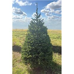 Christmas Tree-  (approx 4ft) Nordman Fir