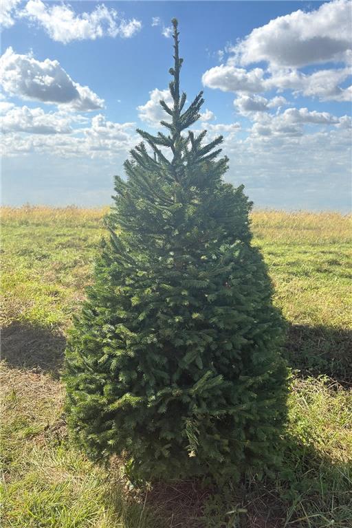 Christmas Tree-  (approx 8ft ) Nordman Fir