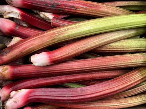 Organic Rhubarb