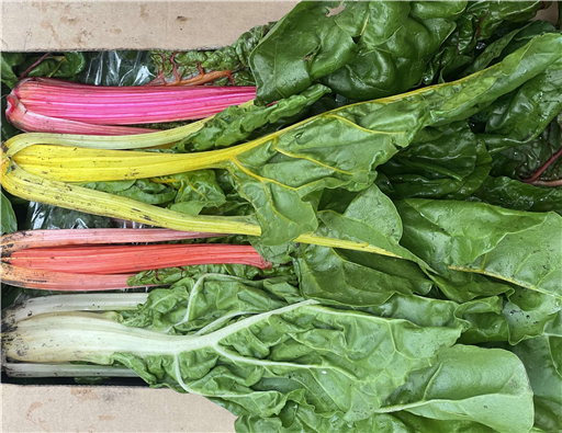 Organic Rainbow Chard