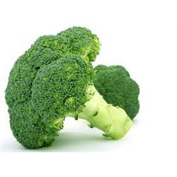 Broccoli New Season