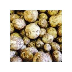 Potatoes Cornish "Swift Variety"