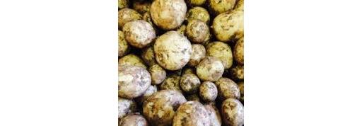 Potatoes Cornish "Swift Variety"