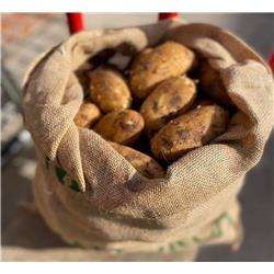 Potatoes New Majorcan "Maris Peer"