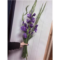 Gladiolus Bunch English