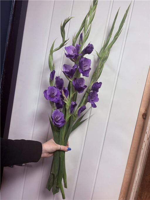 Gladiolus Bunch English