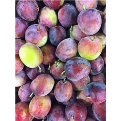 Plums Victoria English Pack