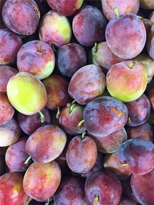 Plums Victoria English NEW SEASON