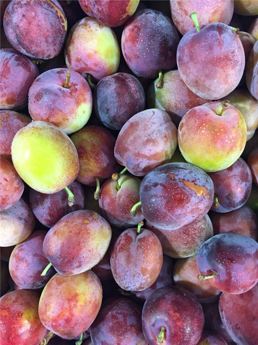 Plums Victoria English Pack