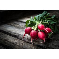 Organic Radish Red/Pink Bunched