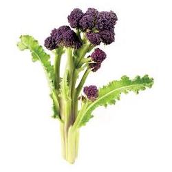 Broccoli Purple Sprouting